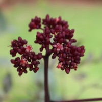 <i>Leea guineensis</i>  G.Don